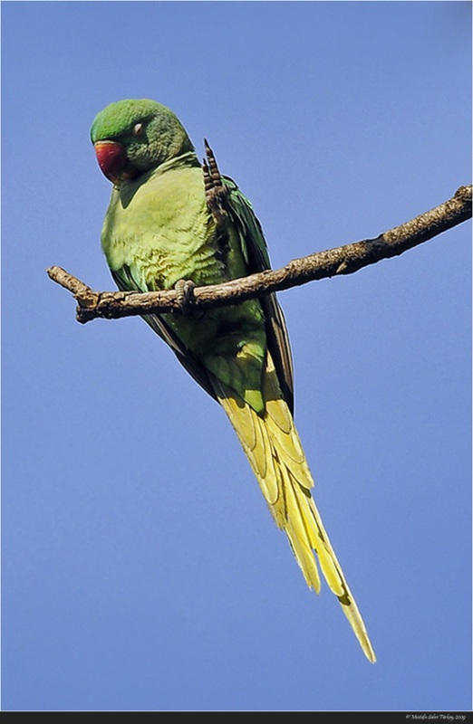 Rose-ringed Parakeet