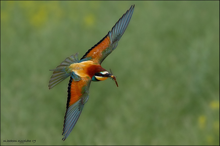 European Bee-eater