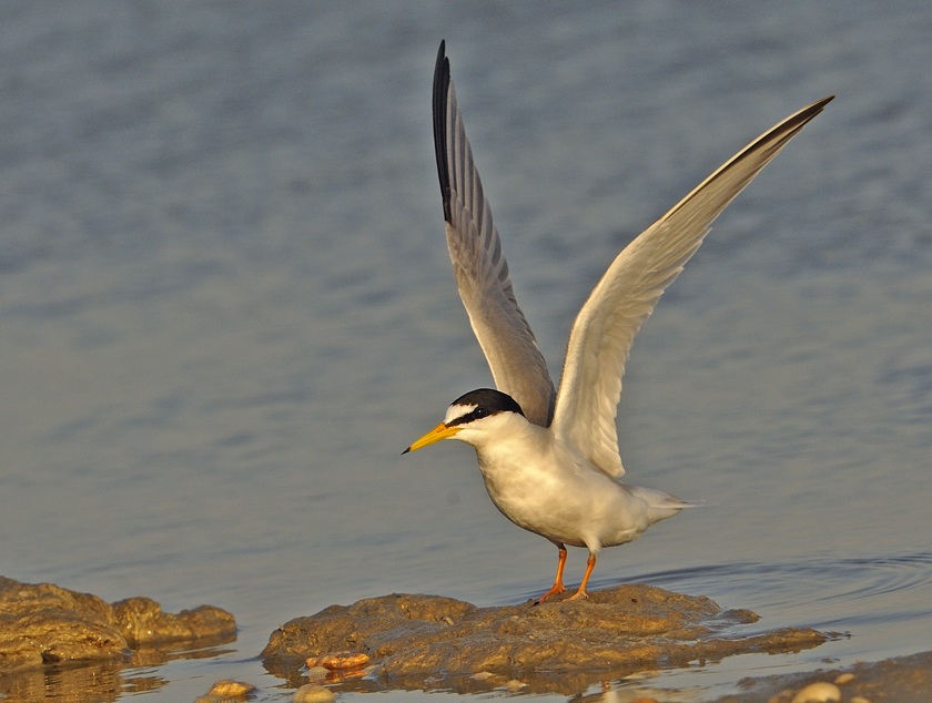 Little Tern