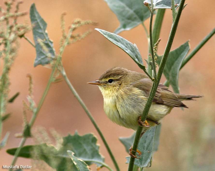 Common Chiffchaff