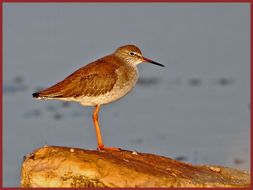 Common Redshank