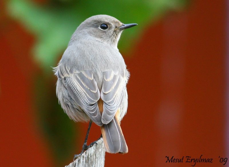 Black Redstart