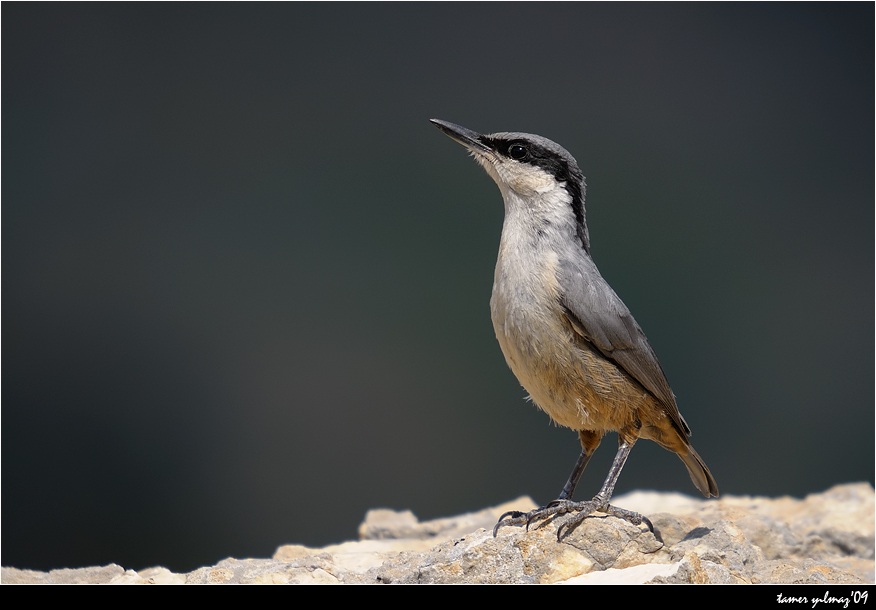 Western Rock Nuthatch