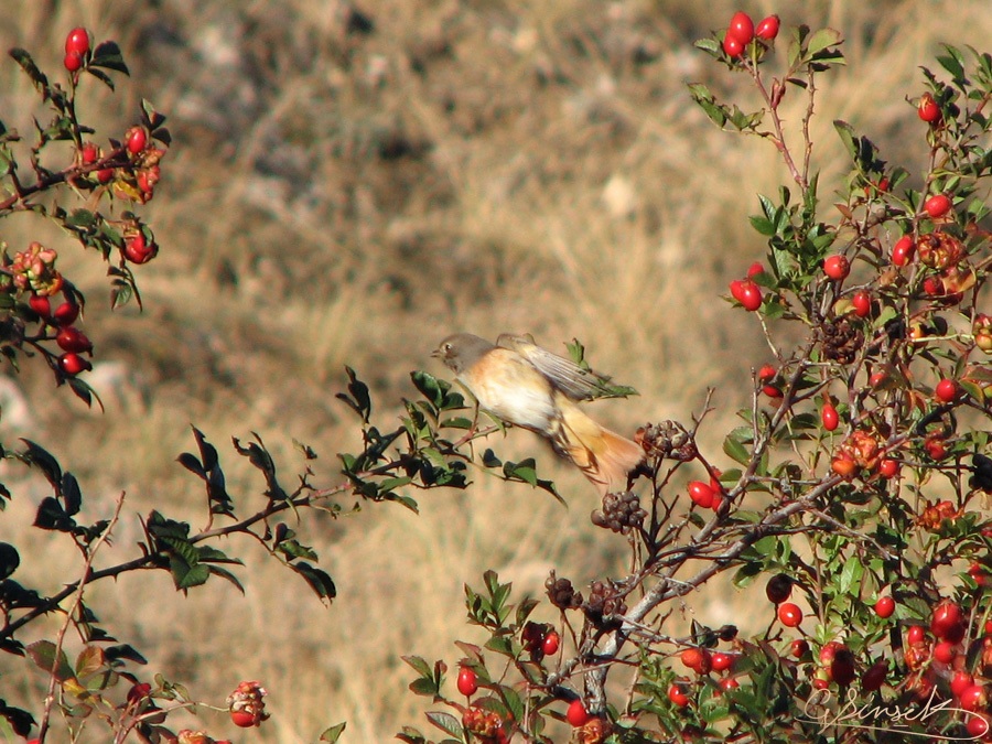 Common Redstart