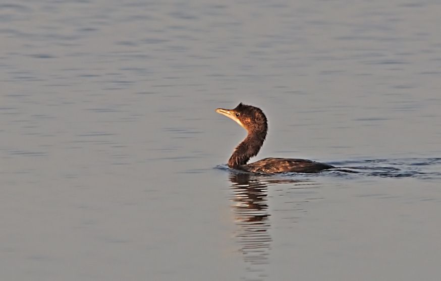 Pygmy Cormorant