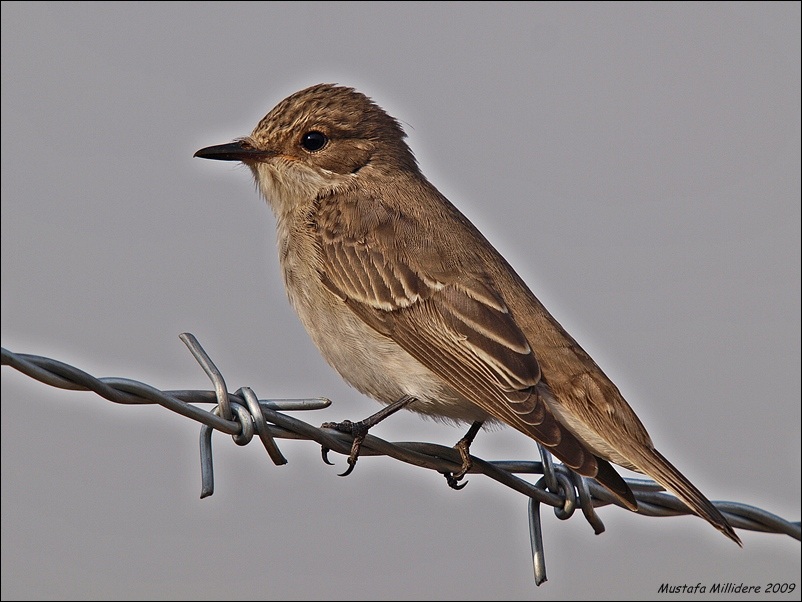 Spotted Flycatcher