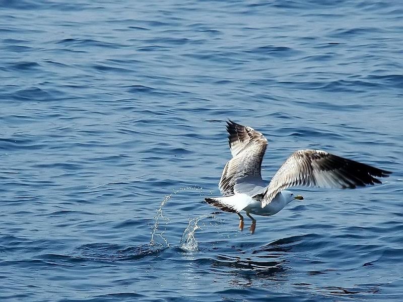 Yellow-legged Gull