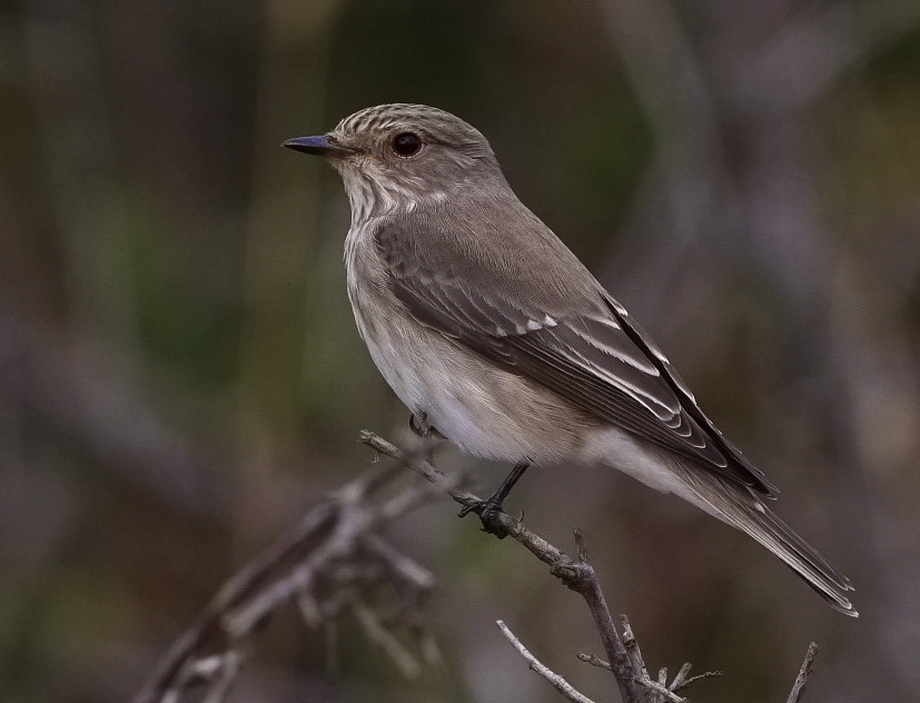 Spotted Flycatcher