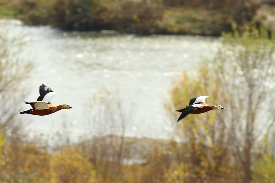 Ruddy Shelduck