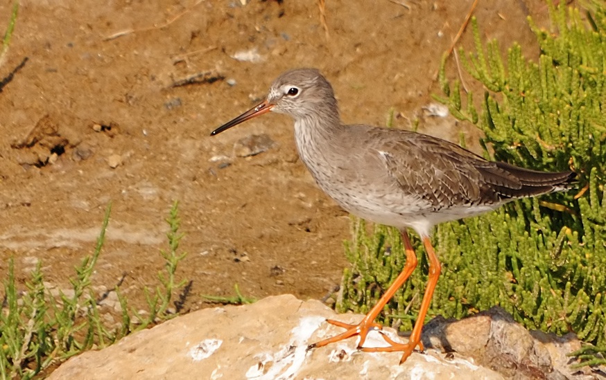 Common Redshank