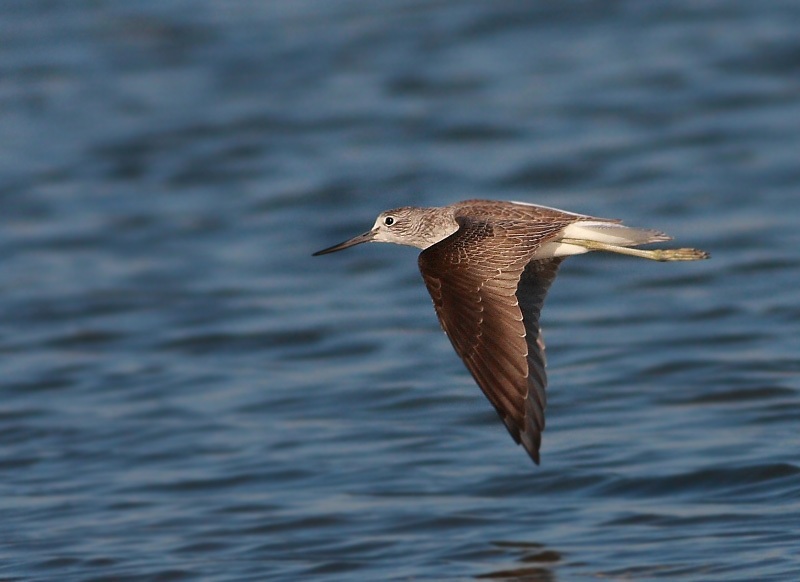 Common Greenshank