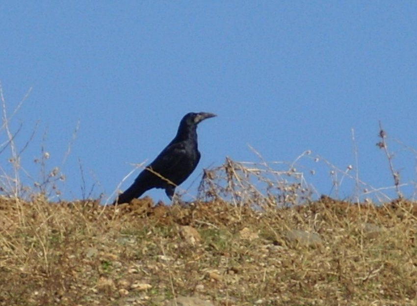 Ekin Kargası