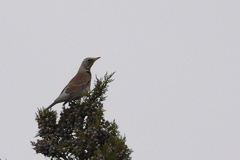 Fieldfare