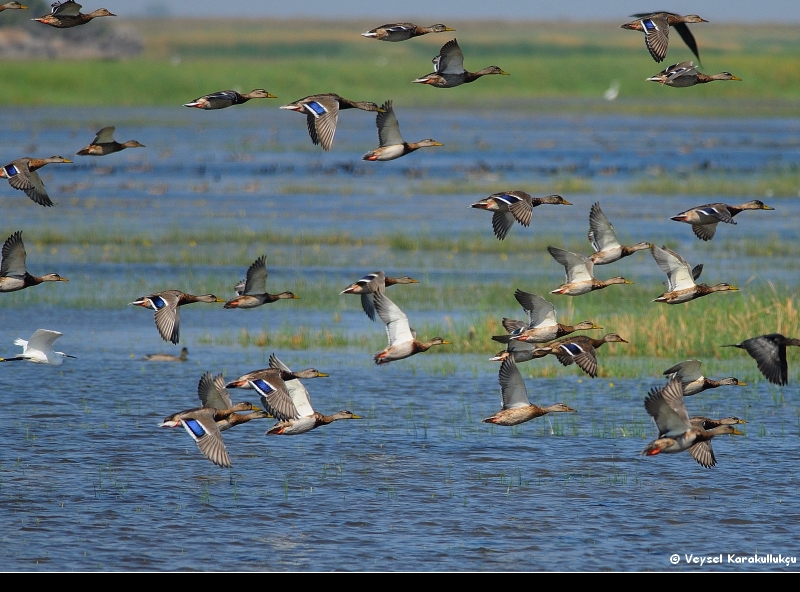 Mallard