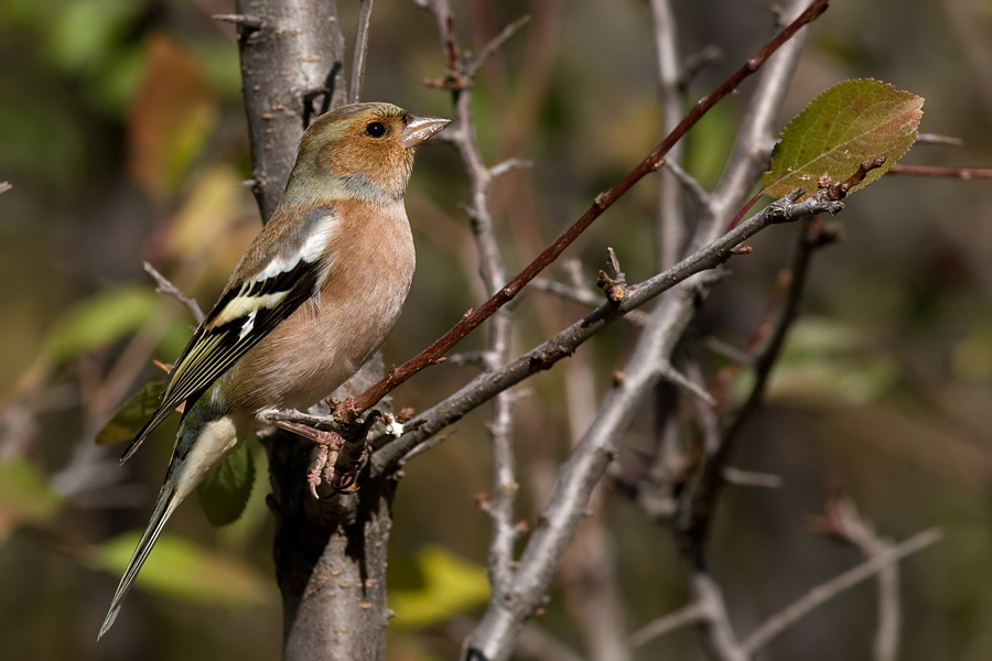 Eurasian Chaffinch