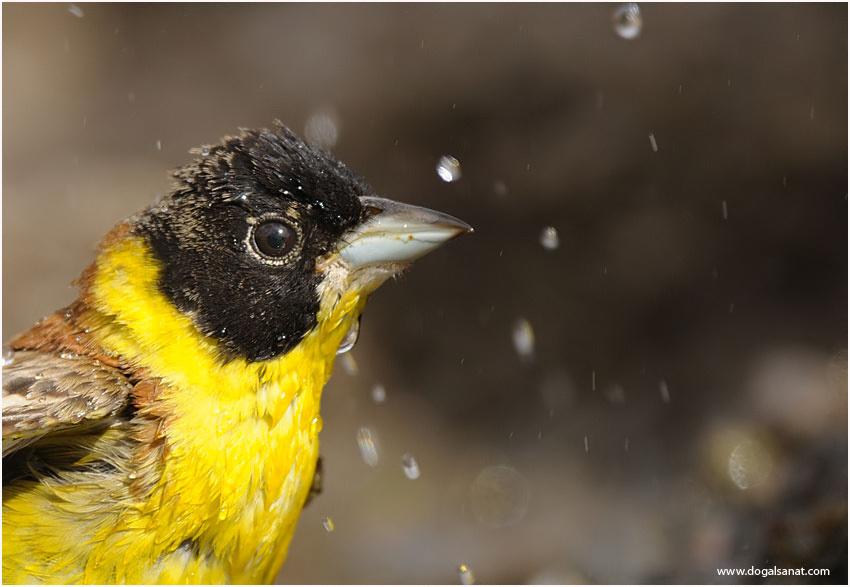 Black-headed Bunting