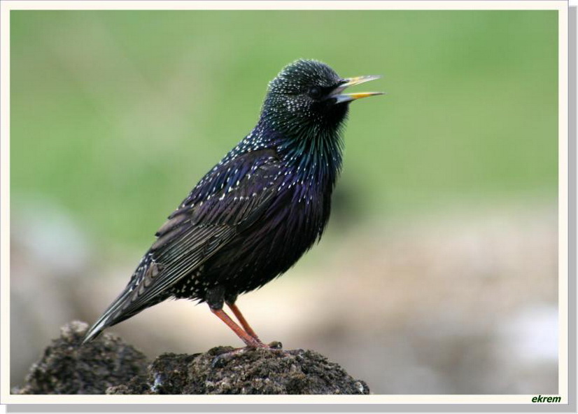 Common Starling