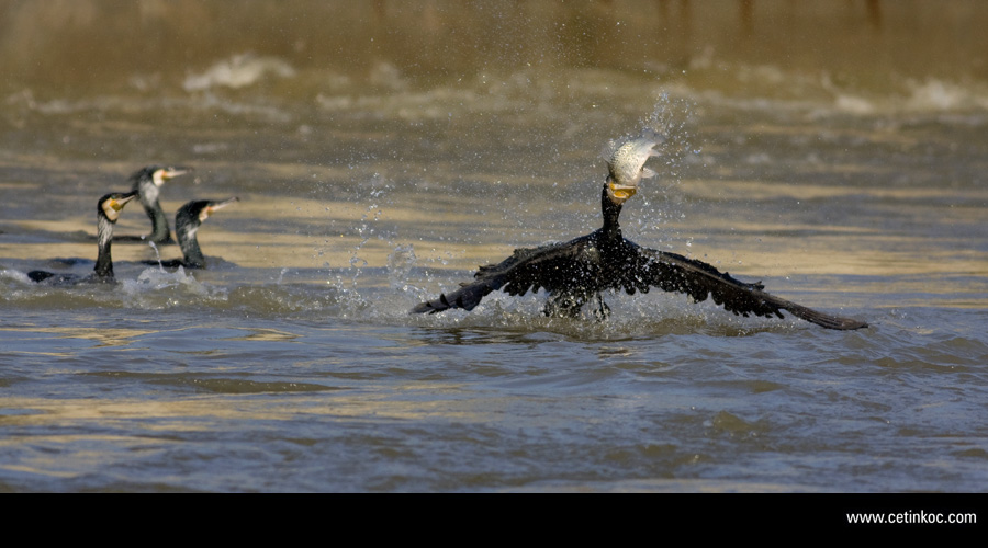 Great Cormorant