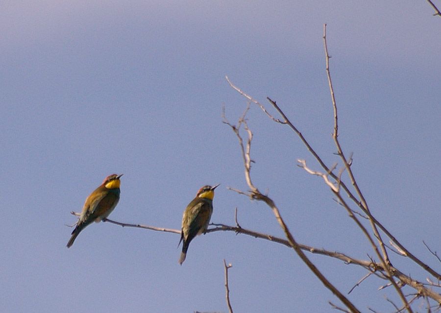 European Bee-eater