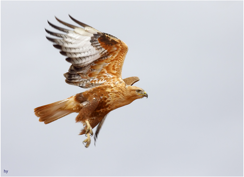 Long-legged Buzzard