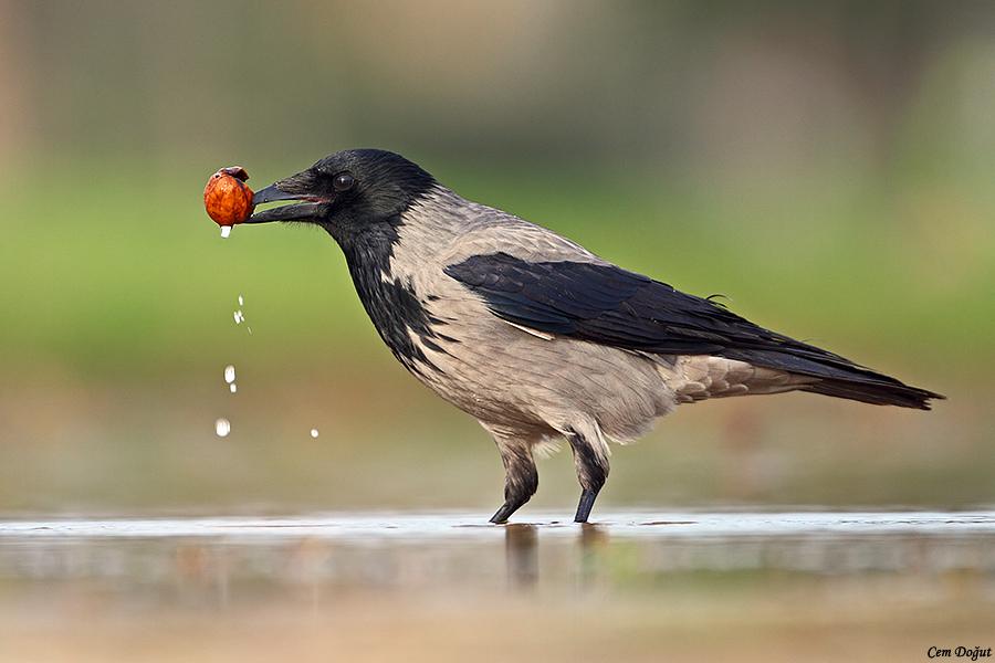 Hooded Crow