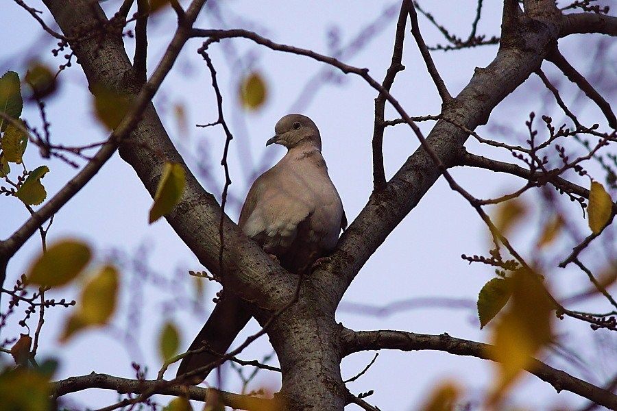 Eurasian Collared Dove