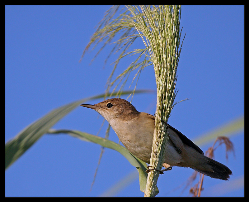 Common Reed Warbler