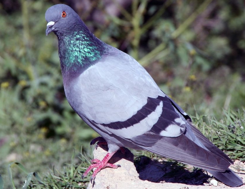 Rock Dove