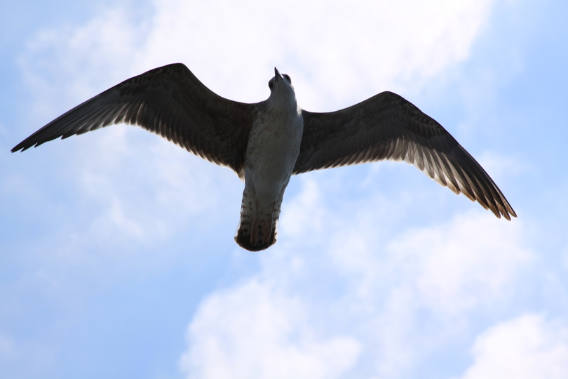 Yellow-legged Gull