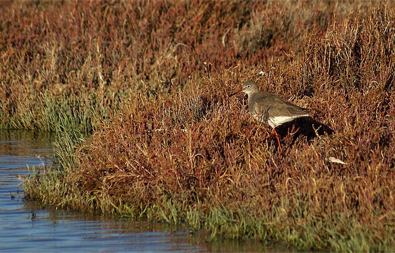 Common Redshank