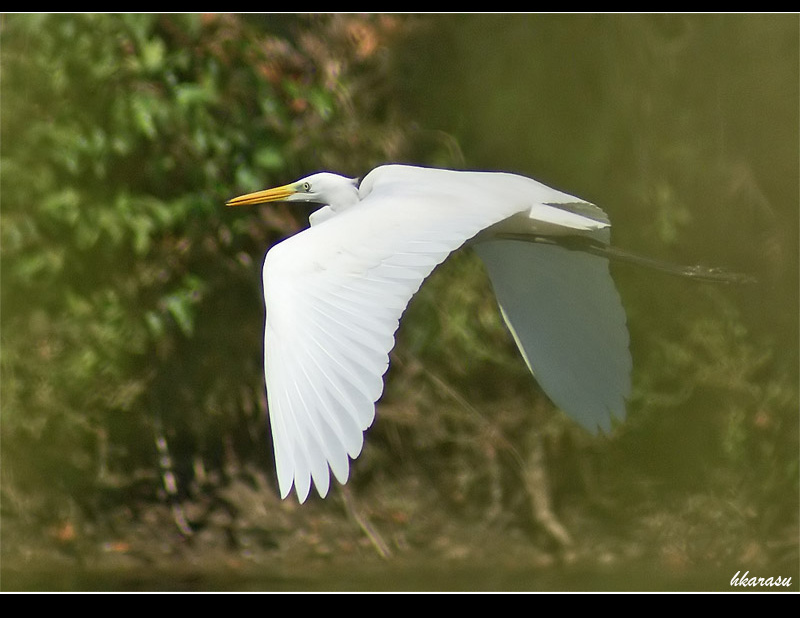 Great Egret