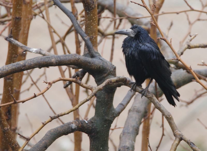 Rook