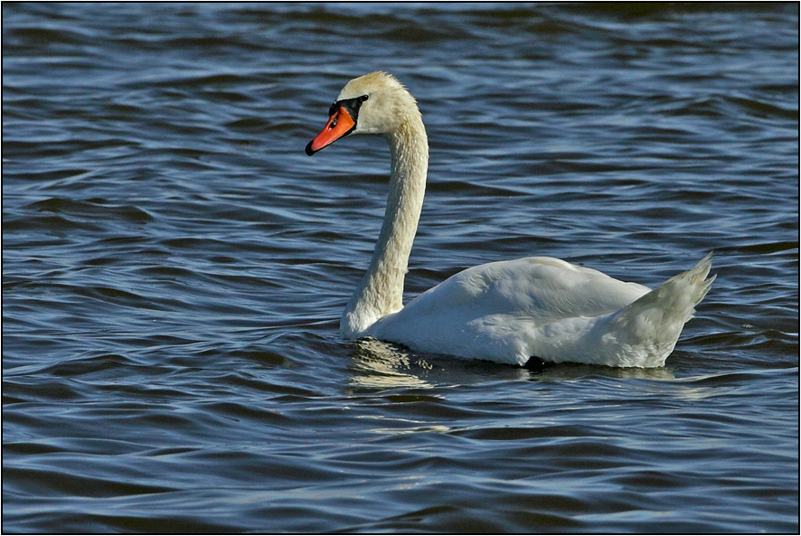 Mute Swan
