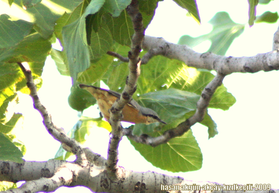 Eurasian Nuthatch