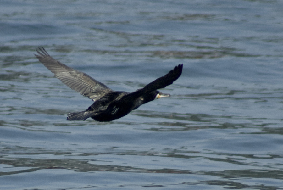 Great Cormorant