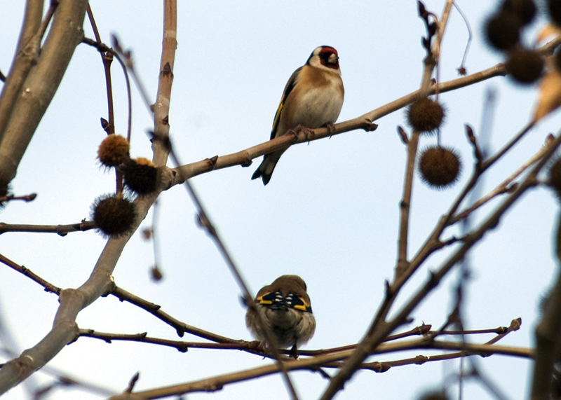 European Goldfinch