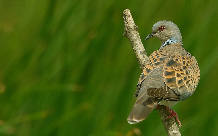 European Turtle Dove