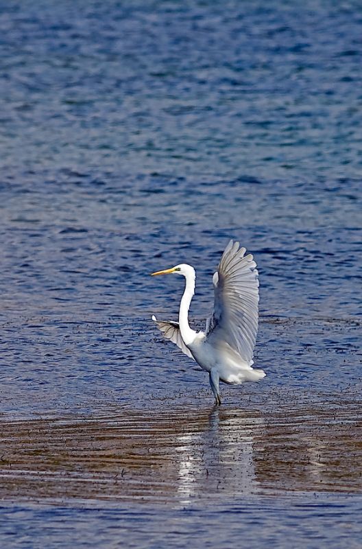 Great Egret
