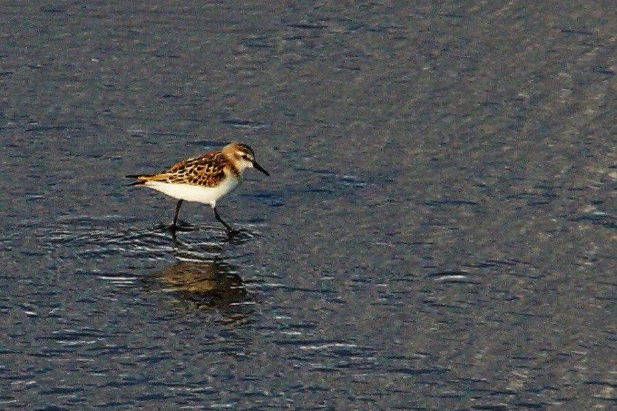 Little Stint