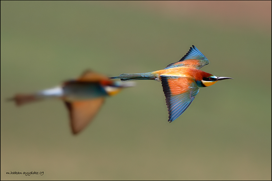 European Bee-eater