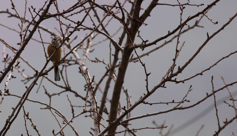 Rock Bunting