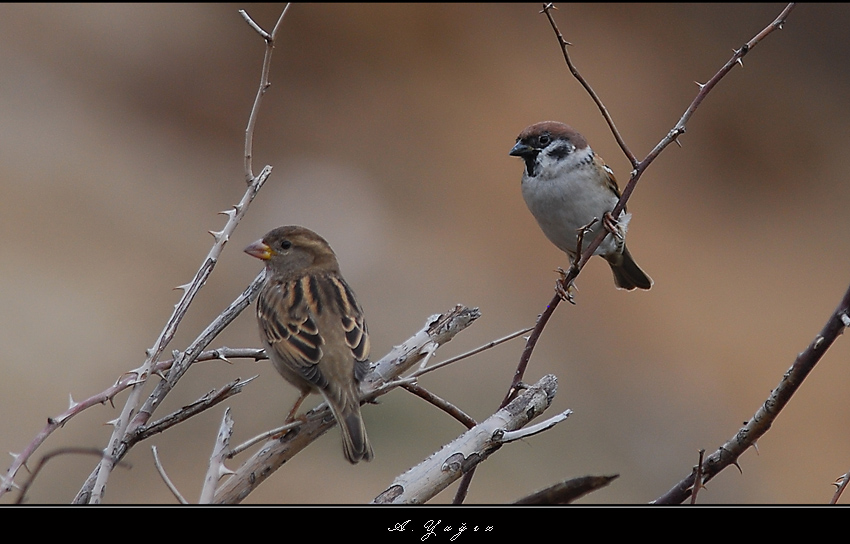 Eurasian Tree Sparrow