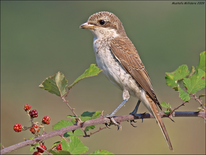 Red-backed Shrike
