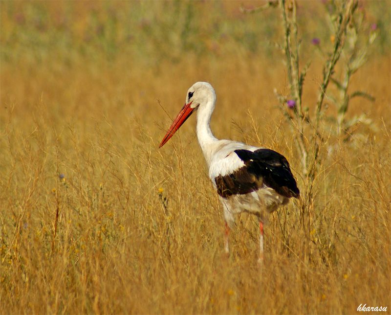 White Stork