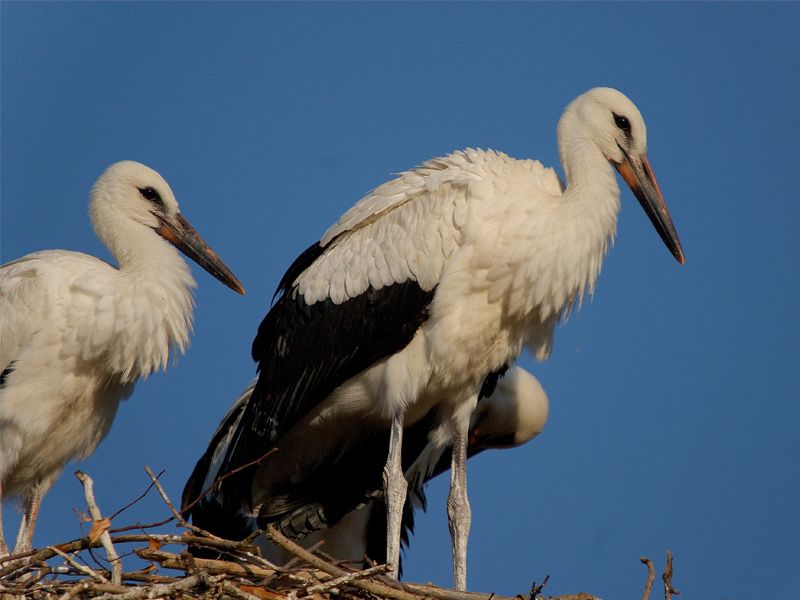 White Stork