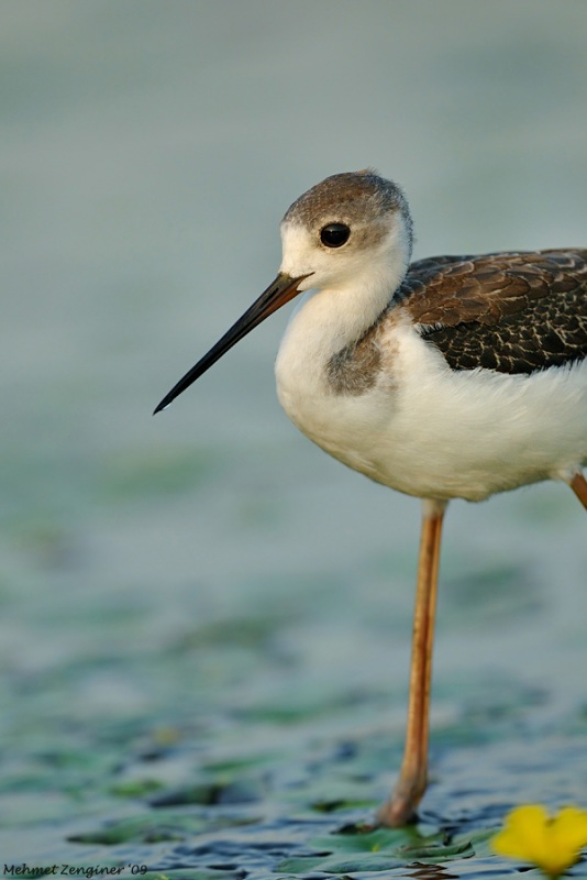 Black-winged Stilt