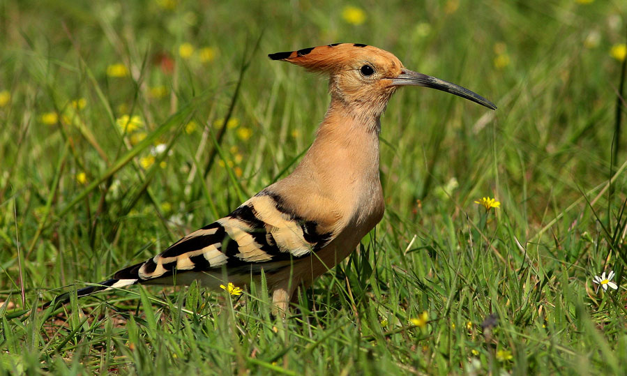 Common Hoopoe