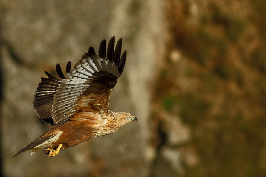 Long-legged Buzzard