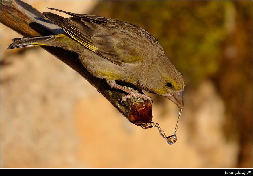 European Greenfinch