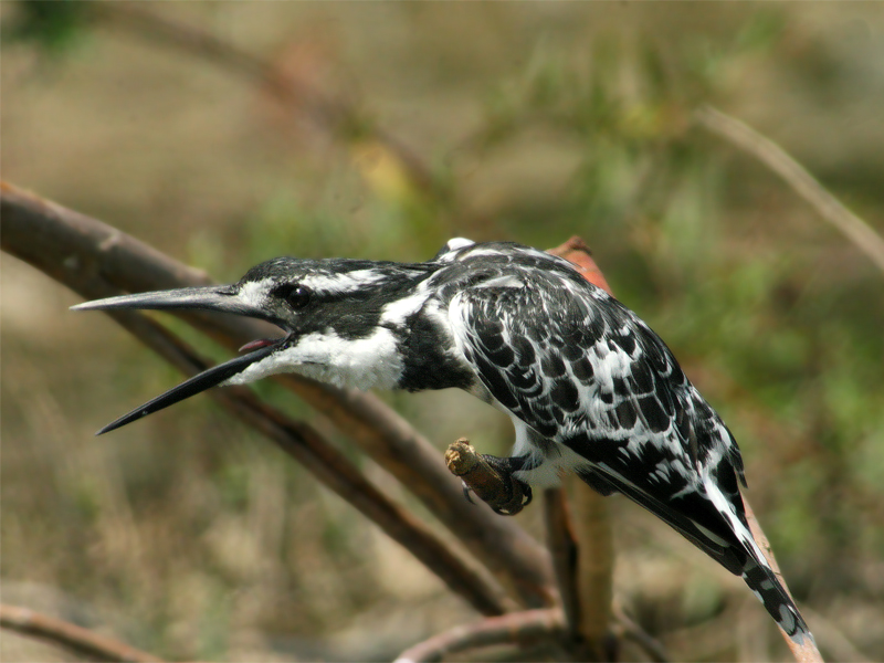 Pied Kingfisher